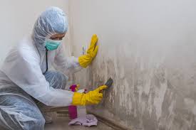 Why You Should Choose Our Mold Remediation Services in University, MS